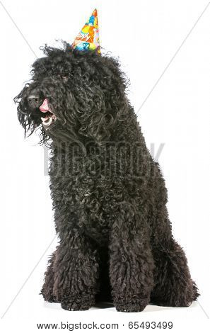 birthday dog - barbet wearing birthday hat on white background