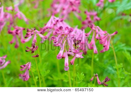 Flowers Of Birthwort (corydalis Buschii)