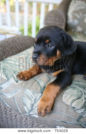 Dziecko Rottweiler