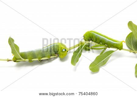 Worm Eating Leaves  Isolated On White Background