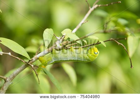 Worm Eating Leaves
