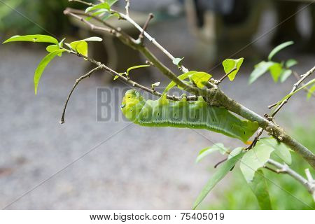Worm Eating Leaves