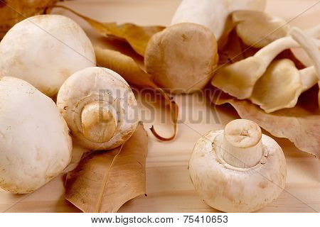 Bunch of fresh white mushrooms with brown leafs