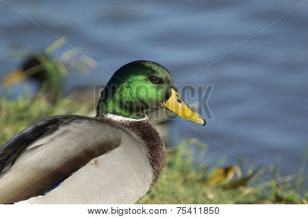 Male mallard duck with iridescent green feathers on head