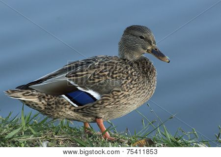 Closeup of a female mallard duck