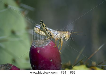 Closeup of grasshopper on cactus apple