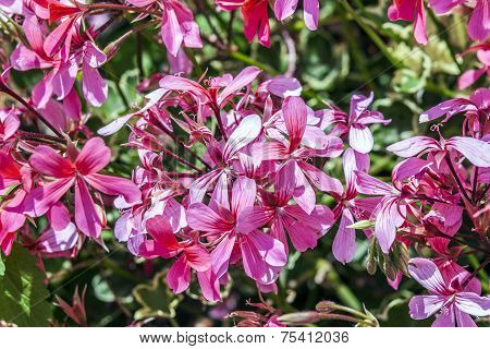 Red Storksbills In The Meadow