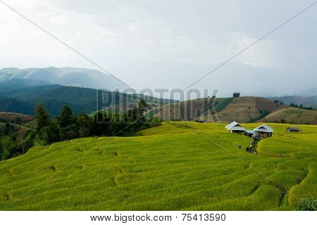 Baan Pa Bong Piang Rice Terraced Field Close Up, Chiangmai: Thailand
