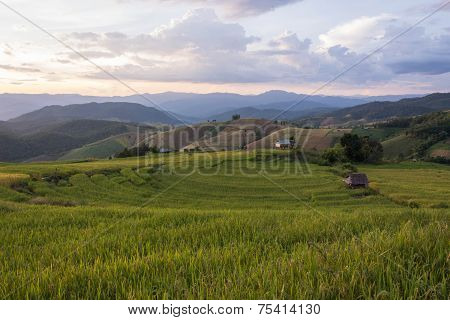 Baan Pa Bong Piang Rice Terraced Field Close Up, Chiangmai: Thailand