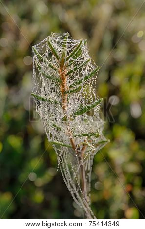 Morning Dew On Ledum