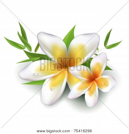 Dewy Frangipani Flowers With Leafs