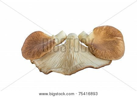 Oyster mushroom