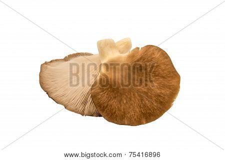 Oyster mushroom