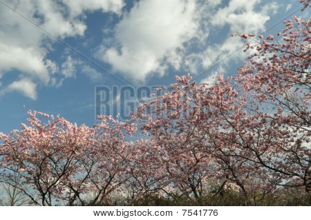 Cherry Blossoms