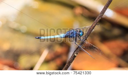Dragonfly On Plant