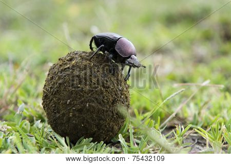 Dung Beetle on top of a ball of droppings.