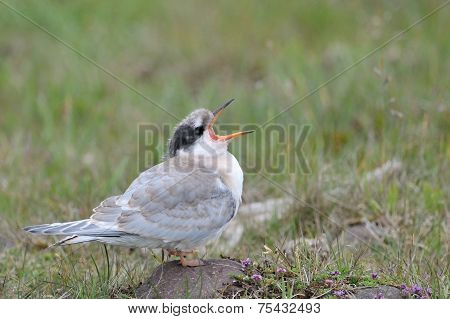 Juvenile Arctic Tern