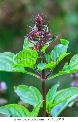 Fresh basil and blossom