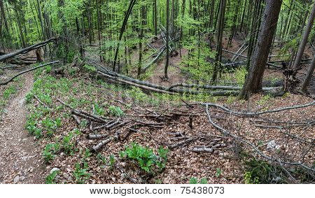 Uprooted Trees