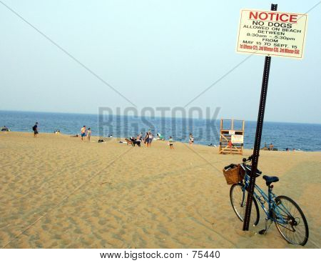 Oznak psy na plaży