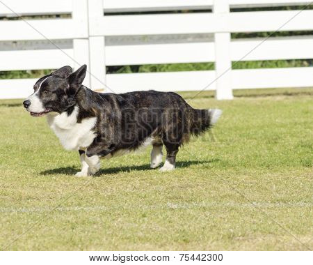 Welsh Corgi Cardigan