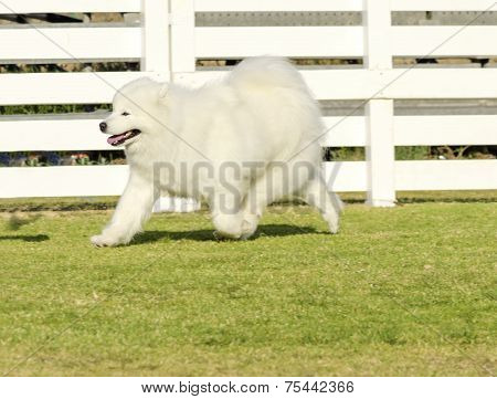 Samoyed