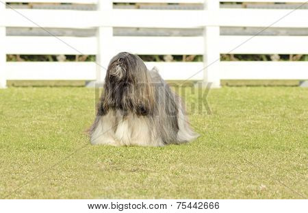 Lhasa Apso