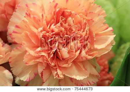 Carnation flower