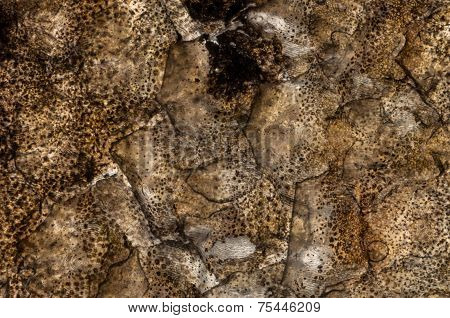 Wall