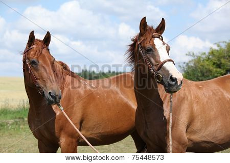 Two Chestnut Horses Standing Together