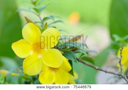 Allamanda Cathartica