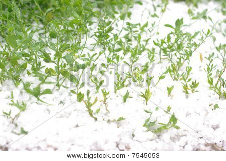 Hagel en groen gras