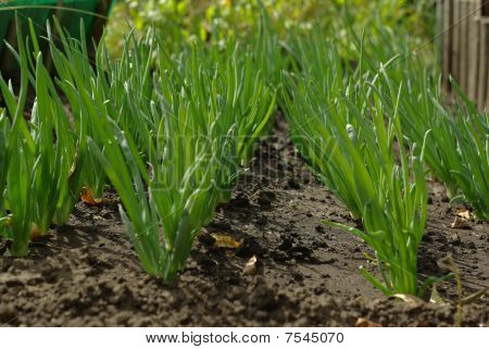 Lente-ui