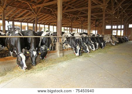 Cows in a farm cowshed