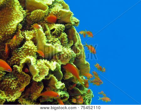 coral reef with great yellow coral Turbinaria reniformis with exotic fishes anthias in tropical  sea