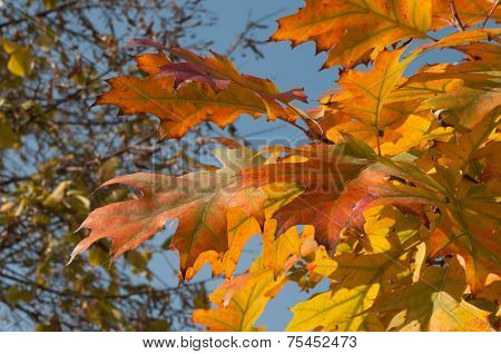 Beautiful Autumn