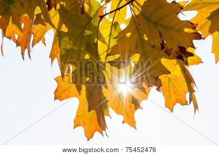 Beautiful Autumn Leaves With Sunlight Shining
