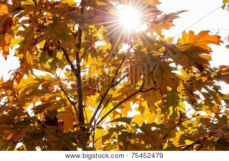 Beautiful Autumn Leaves With Sunlight Shining