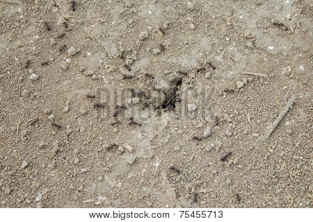 Ants At Work
