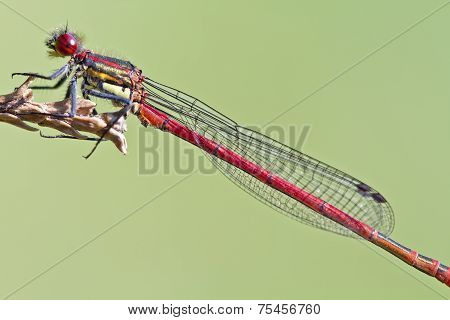 Red Dragonfly Close Up