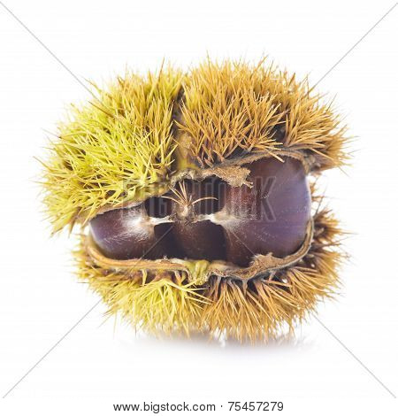 Chestnuts In Its Burr Isolated On A White Background