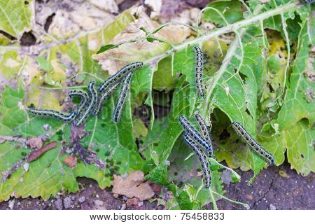 Leaf With Caterpillars