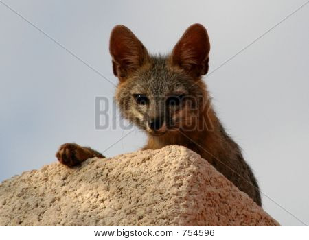 Fox