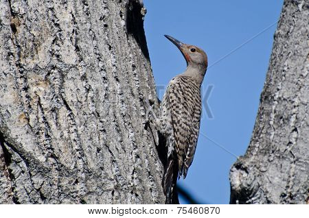 Northern Flicker Clinging To Side Of Tree