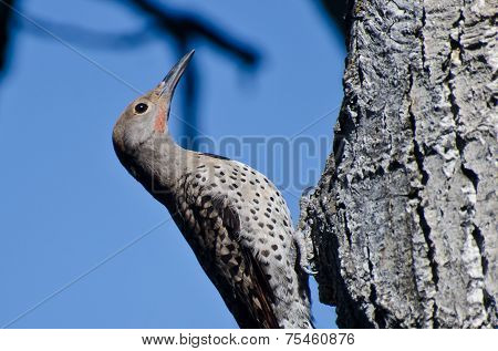 Northern Flicker Clinging To Side Of Tree