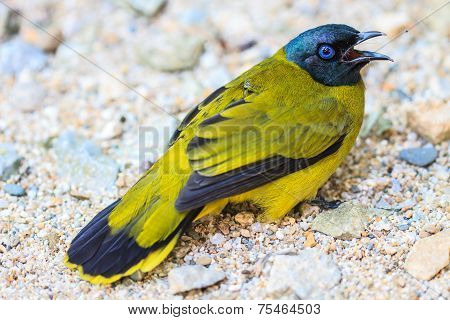 Black-headed Bulbul, Pycnonotus Atriceps