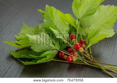 Stone Bramble