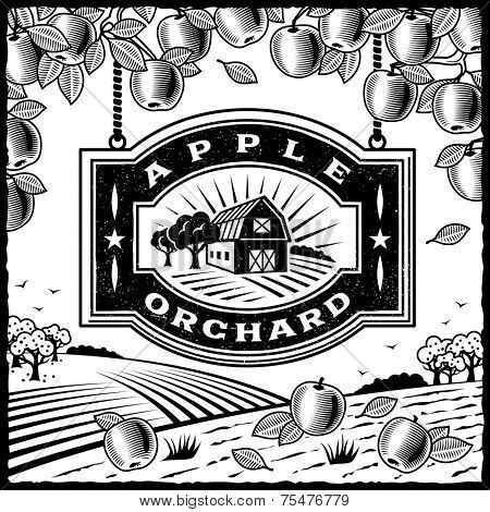 Apple Orchard black and white