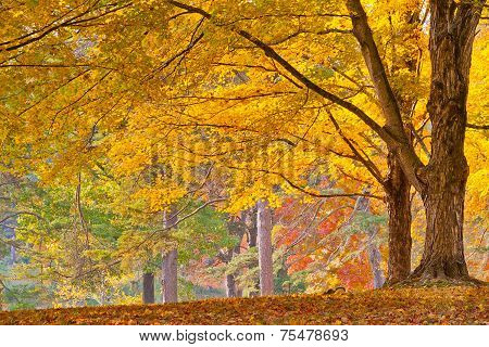 Colorful Autumn Foliage
