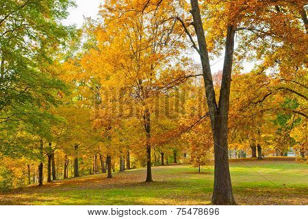 Colorful Autumn In Park